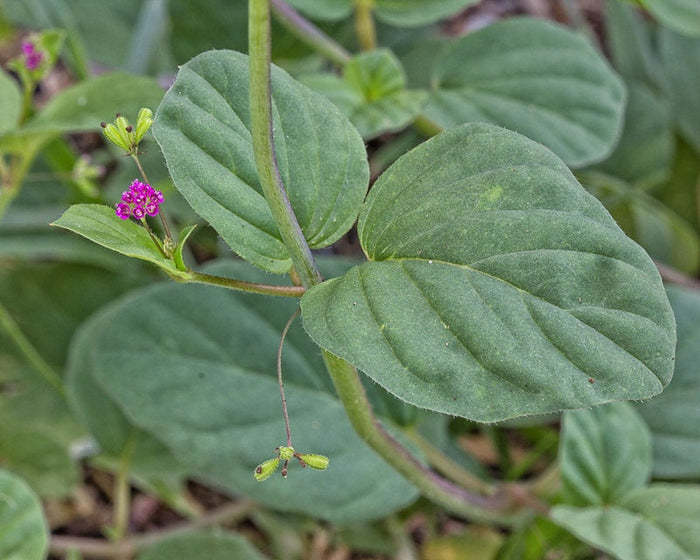 Punarnava   20 Seeds   Boerhavia diffusa
