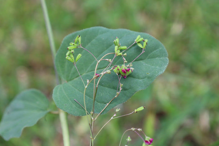 Punarnava   20 Seeds   Boerhavia diffusa