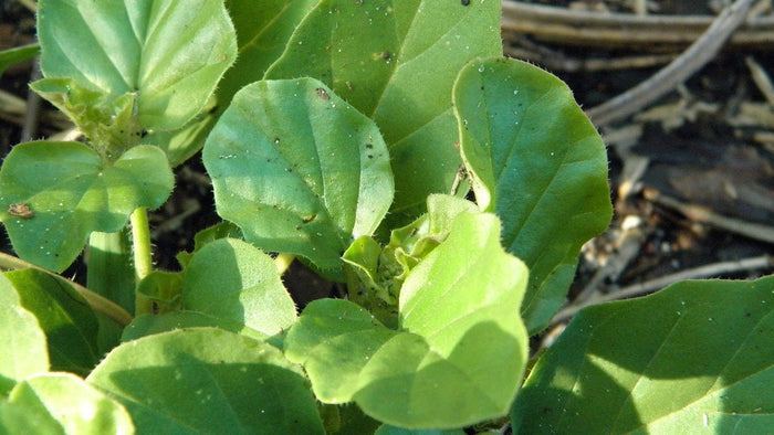 Punarnava   20 Seeds   Boerhavia diffusa