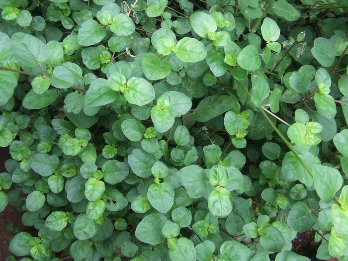 Punarnava   20 Seeds   Boerhavia diffusa
