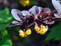 Purple Barberry   10 Seeds   Berberis thunbergii