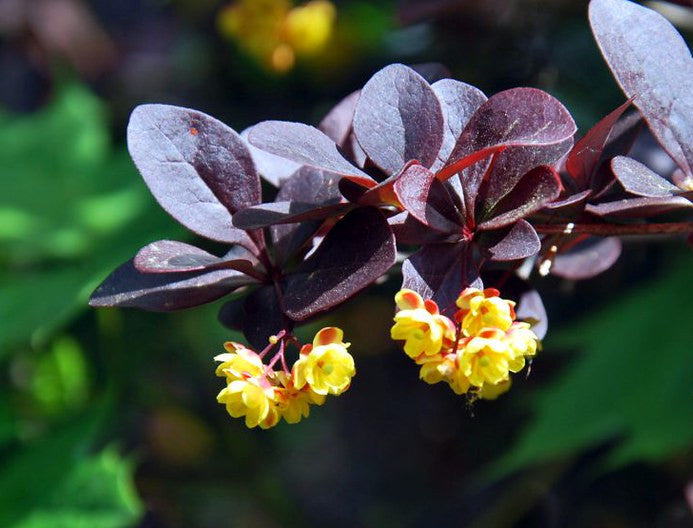 Purple Barberry   10 Seeds   Berberis thunbergii