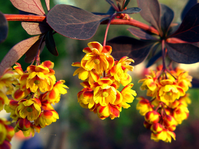 Purple Barberry   10 Seeds   Berberis thunbergii