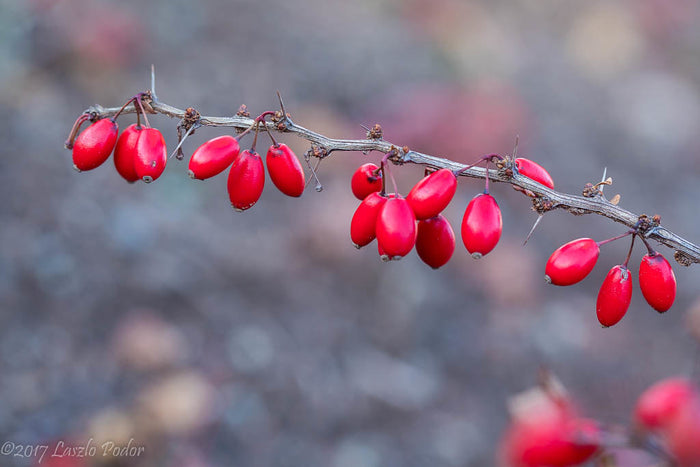 Purple Barberry   10 Seeds   Berberis thunbergii