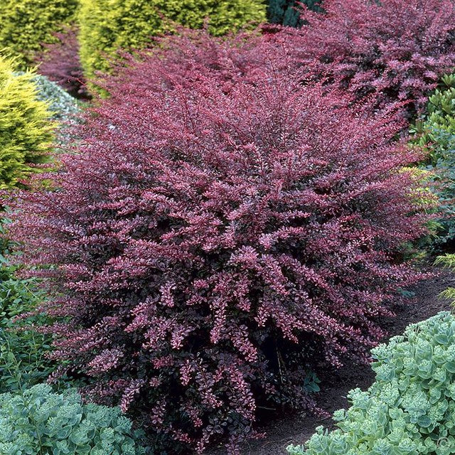 Purple Barberry   10 Seeds   Berberis thunbergii