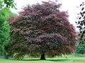 Purple Beech 20  Seeds Fagus sylvatica
