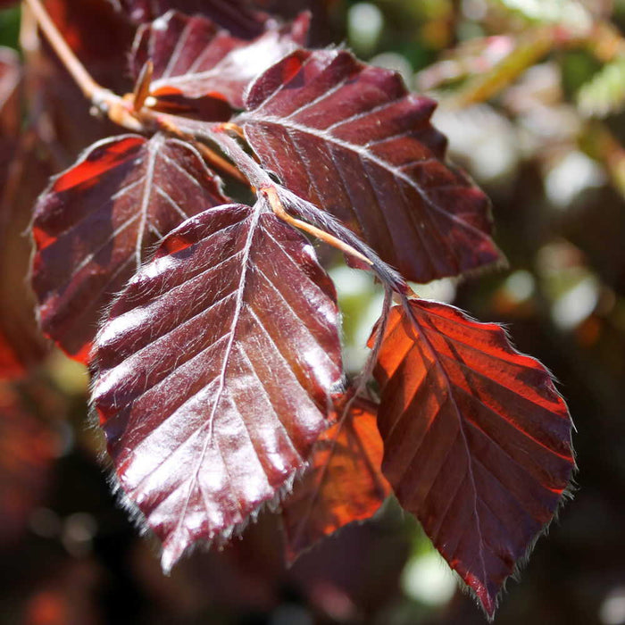 Purple Beech 20  Seeds Fagus sylvatica