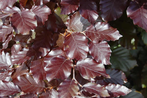 Purple Beech 20  Seeds Fagus sylvatica