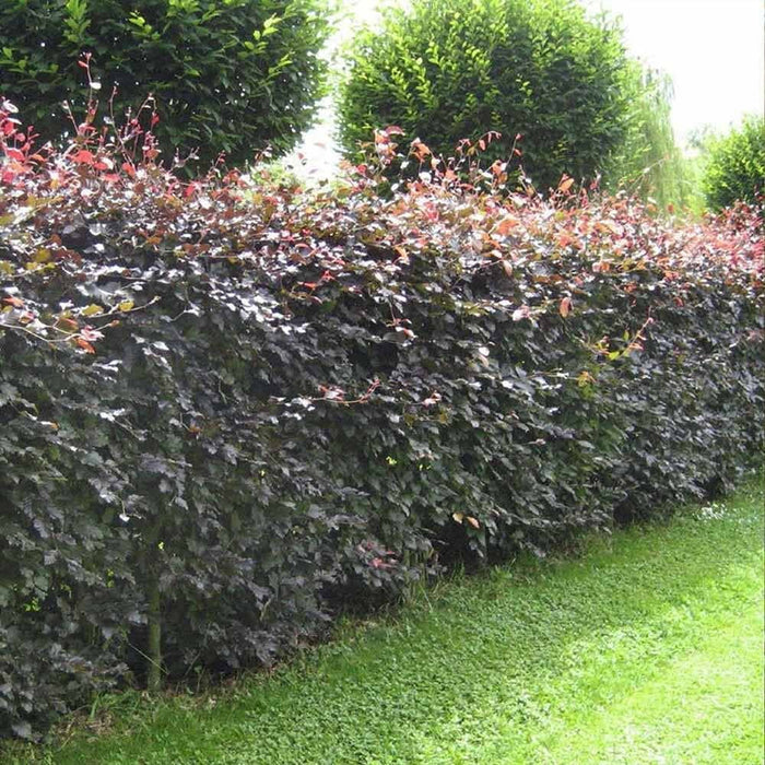 Purple Beech 20  Seeds Fagus sylvatica
