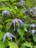 Purple Clematis  10 Seeds  Clematis occidentalis  Native Wildflower