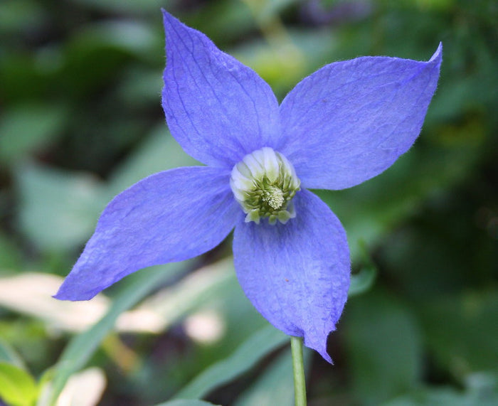 Purple Clematis  10 Seeds  Clematis occidentalis  Native Wildflower