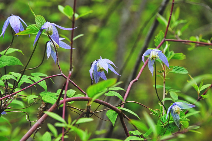 Purple Clematis  10 Seeds  Clematis occidentalis  Native Wildflower