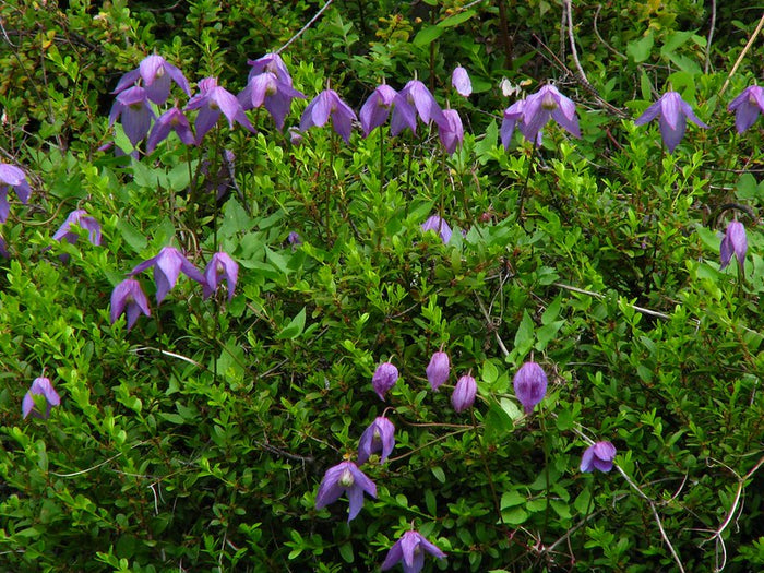 Purple Clematis  10 Seeds  Clematis occidentalis  Native Wildflower