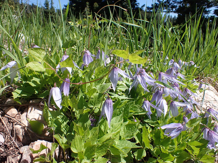 Purple Clematis  10 Seeds  Clematis occidentalis  Native Wildflower