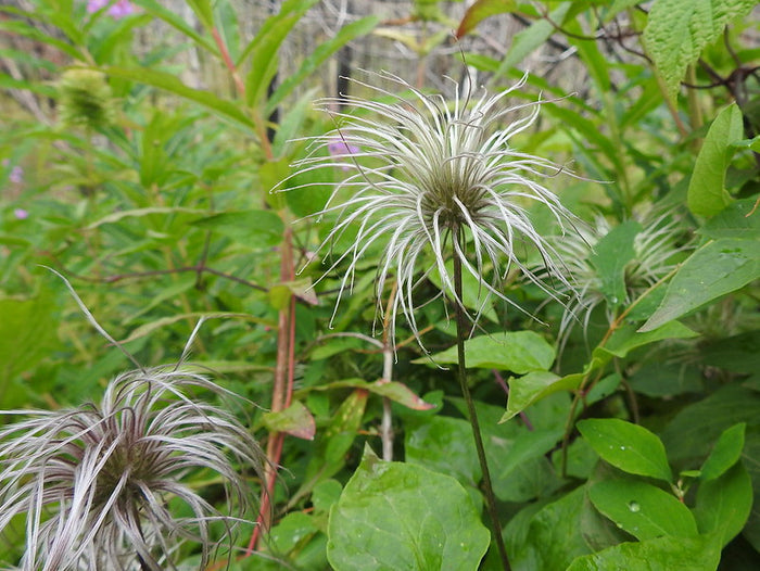 Purple Clematis  10 Seeds  Clematis occidentalis  Native Wildflower