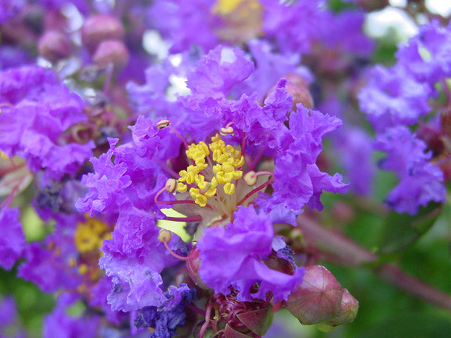 Purple Crape Myrtle   100 Seeds   Lagerstroemia indica