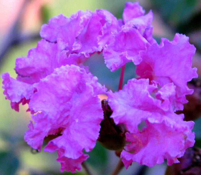 Purple Crape Myrtle   100 Seeds   Lagerstroemia indica
