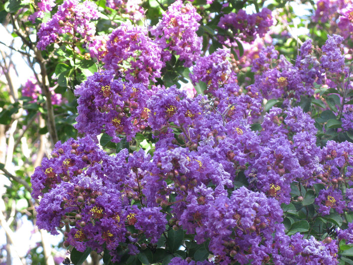 Purple Crape Myrtle   100 Seeds   Lagerstroemia indica