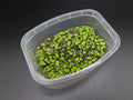 Purple Fringed Riccia (Ricciocarpos natans) Floating Plant – Grown by Aquatic Arts