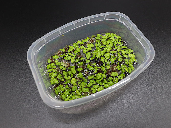 Purple Fringed Riccia (Ricciocarpos natans) Floating Plant – Grown by Aquatic Arts