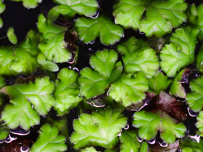 Purple Fringed Riccia (Ricciocarpos natans) Floating Plant – Grown by Aquatic Arts