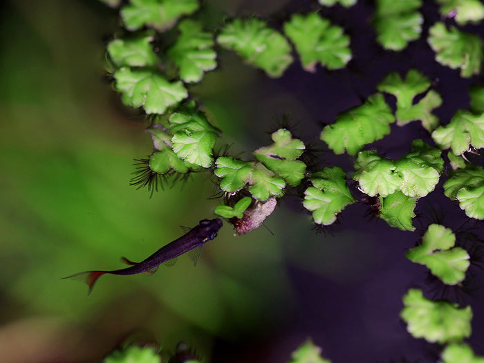 Purple Fringed Riccia (Ricciocarpos natans) Floating Plant – Grown by Aquatic Arts