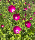 Purple Poppy Mallow  25 Seeds  Callirhoe involucrata