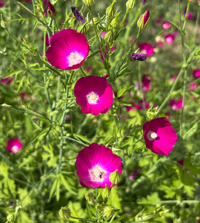 Purple Poppy Mallow  25 Seeds  Callirhoe involucrata