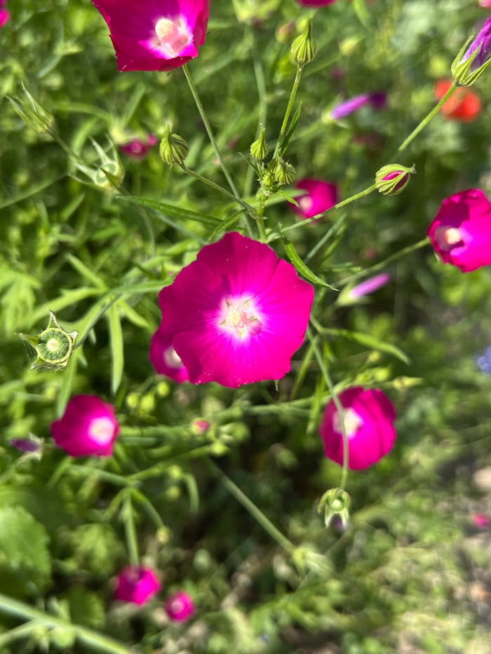 Purple Poppy Mallow  25 Seeds  Callirhoe involucrata