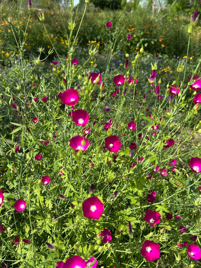 Purple Poppy Mallow  25 Seeds  Callirhoe involucrata