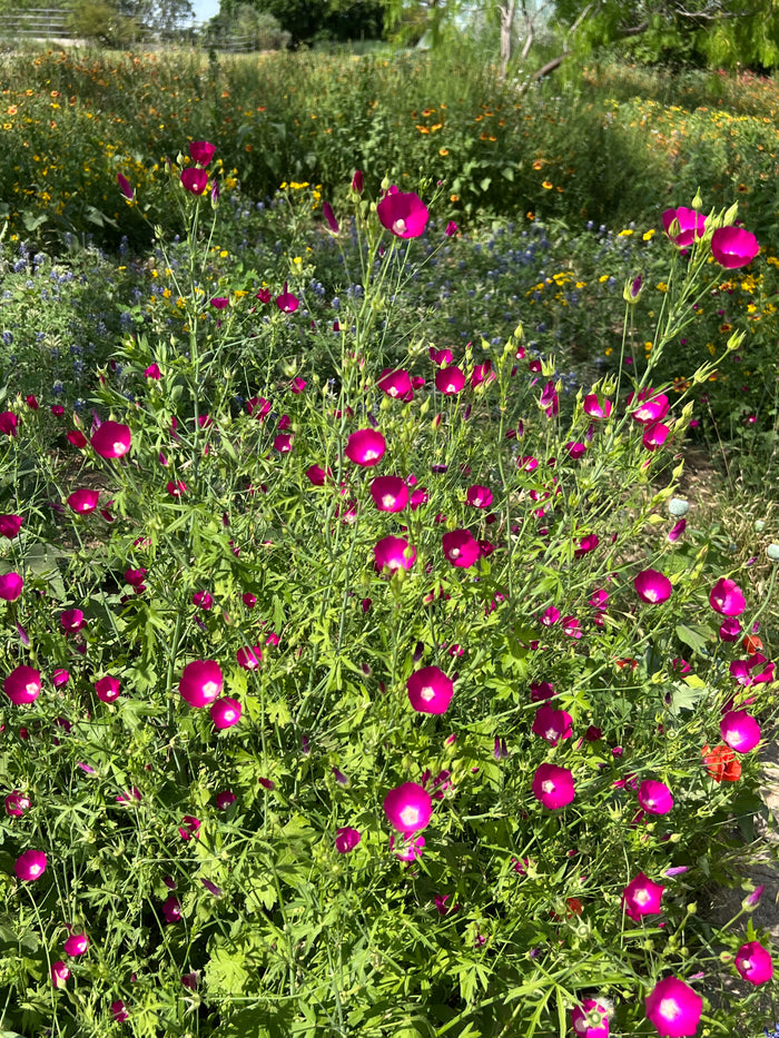 Purple Poppy Mallow  25 Seeds  Callirhoe involucrata