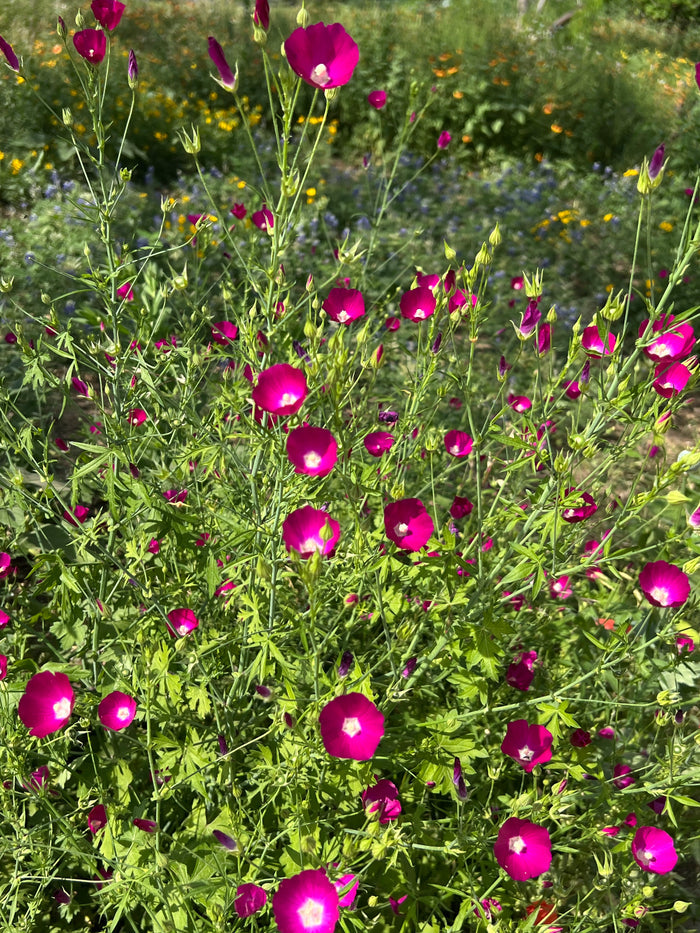 Purple Poppy Mallow  25 Seeds  Callirhoe involucrata