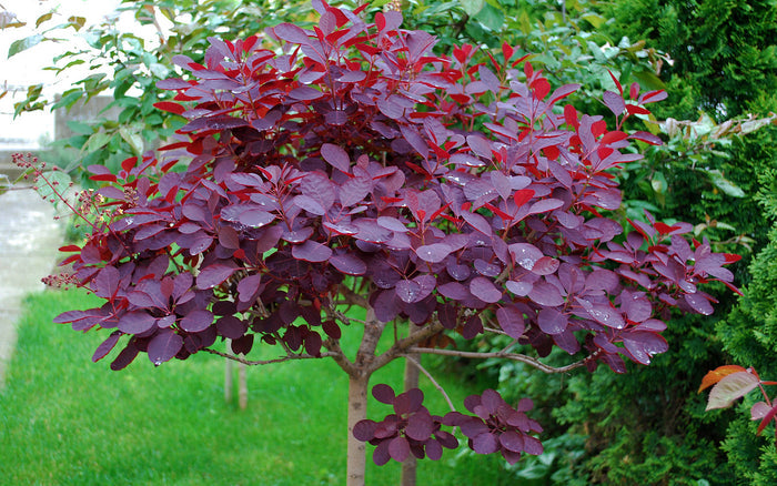 Purple Smoke Tree Cotinus coggygria 100 Seeds