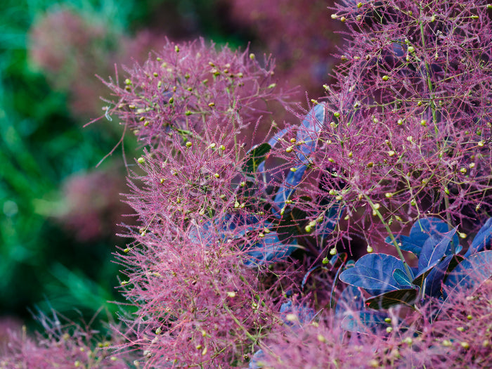 Purple Smoke Tree Cotinus coggygria 100 Seeds