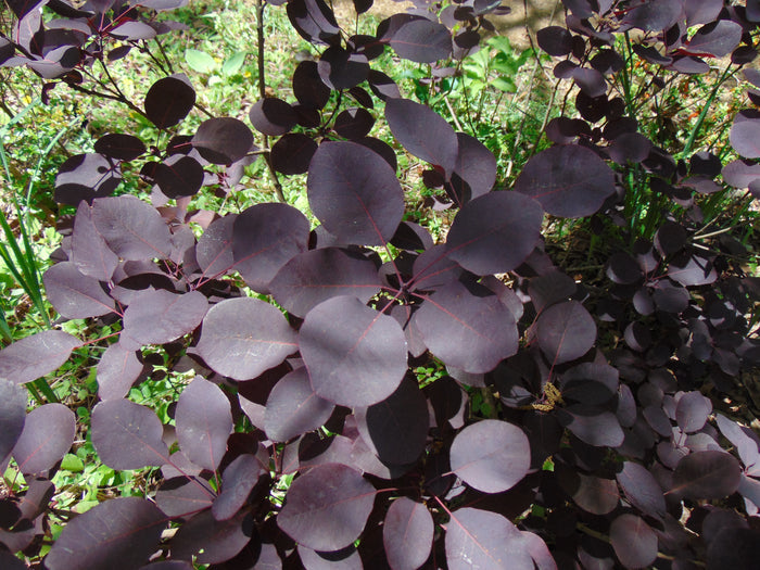 Purple Smoke Tree Cotinus coggygria 100 Seeds