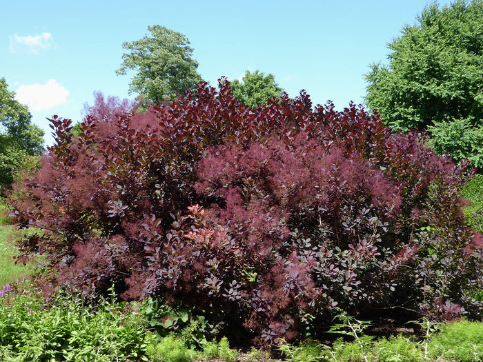 Purple Smoke Tree Cotinus coggygria 100 Seeds