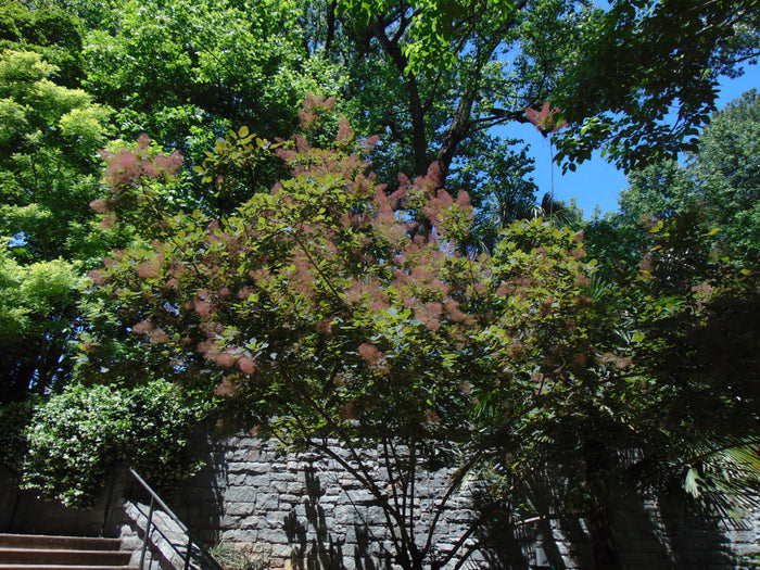Purple Smoke Tree Cotinus coggygria 100 Seeds