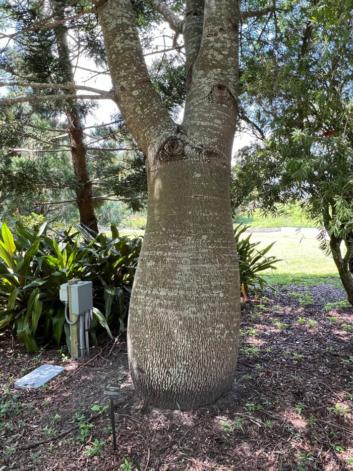 Queensland Bottle Tree   10 Seeds   Brachychiton rupetris
