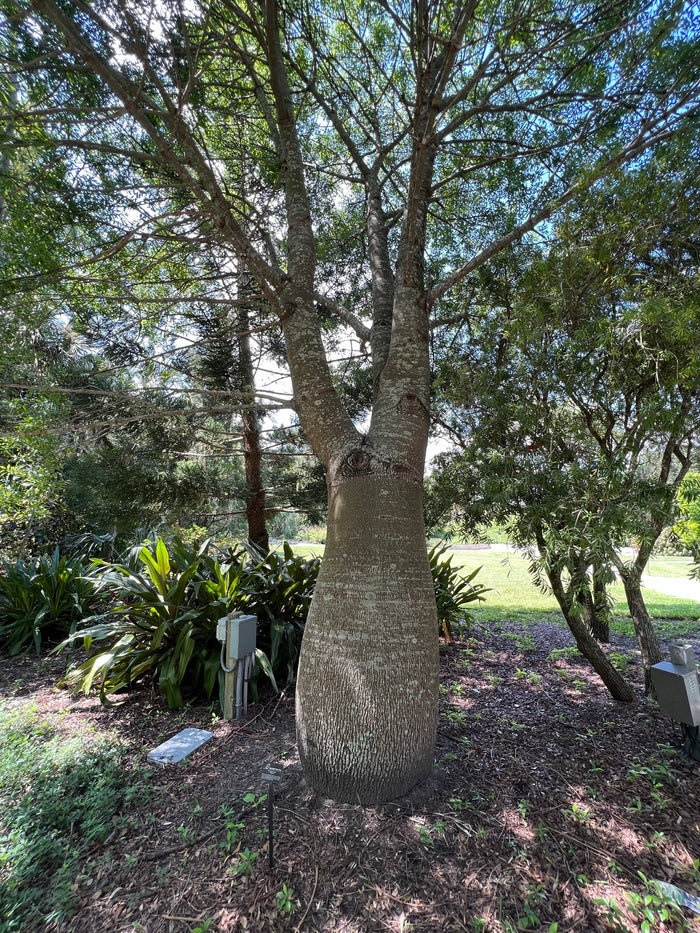 Queensland Bottle Tree   10 Seeds   Brachychiton rupetris