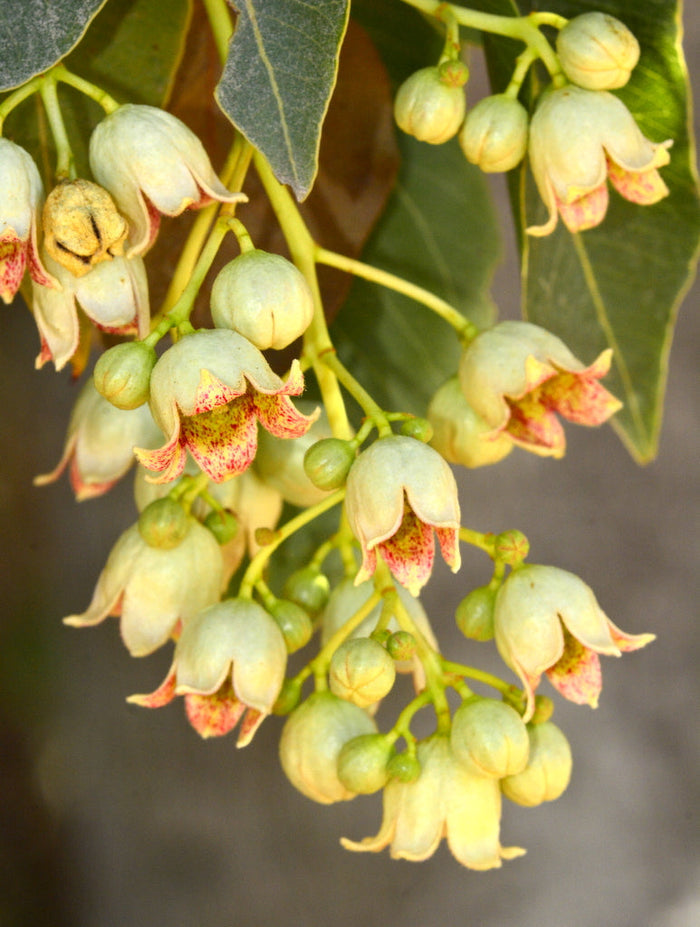 Queensland Bottle Tree   10 Seeds   Brachychiton rupetris