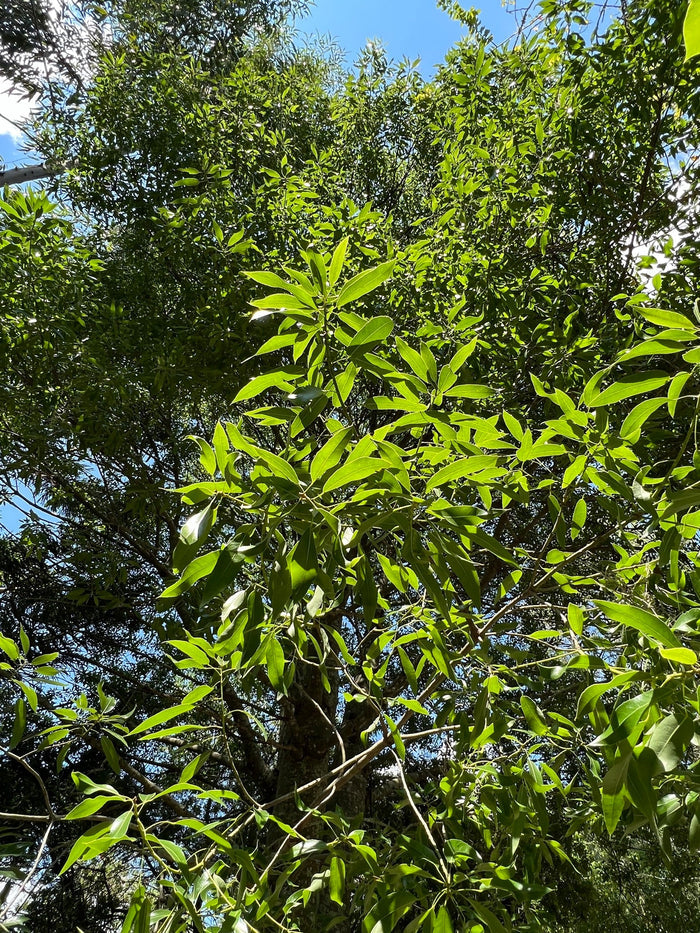 Queensland Bottle Tree   10 Seeds   Brachychiton rupetris