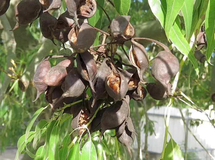 Queensland Bottle Tree   10 Seeds   Brachychiton rupetris