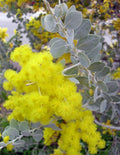 Queensland Silver Wattle   100 Seeds   Acacia podayriifolia