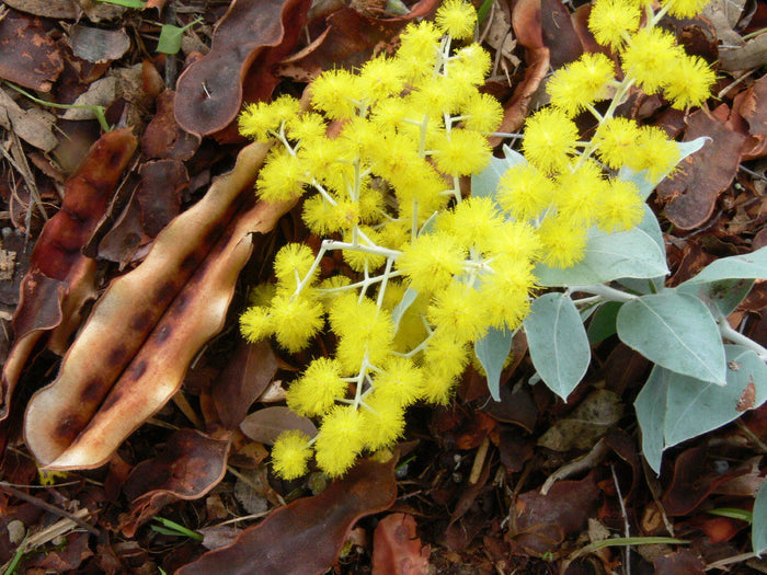Queensland Silver Wattle   100 Seeds   Acacia podayriifolia