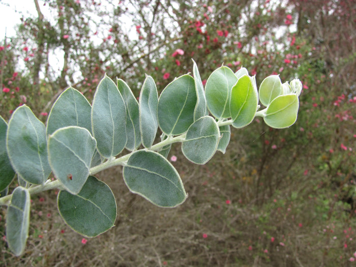 Queensland Silver Wattle   100 Seeds   Acacia podayriifolia