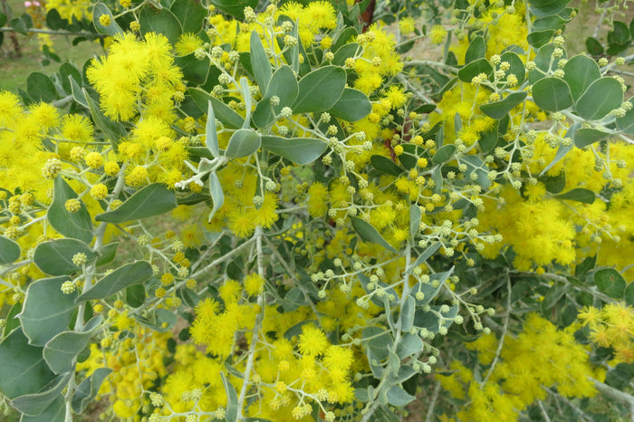 Queensland Silver Wattle   100 Seeds   Acacia podayriifolia