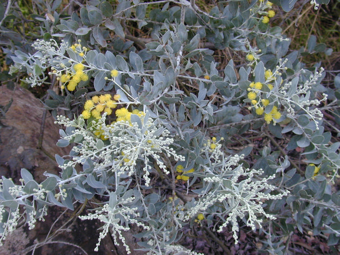 Queensland Silver Wattle   100 Seeds   Acacia podayriifolia