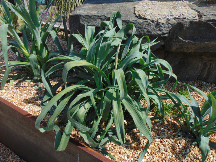 Rattlesnake Master Eryngium yuccifolium 100 Seeds