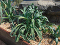 Rattlesnake Master Eryngium yuccifolium 100 Seeds