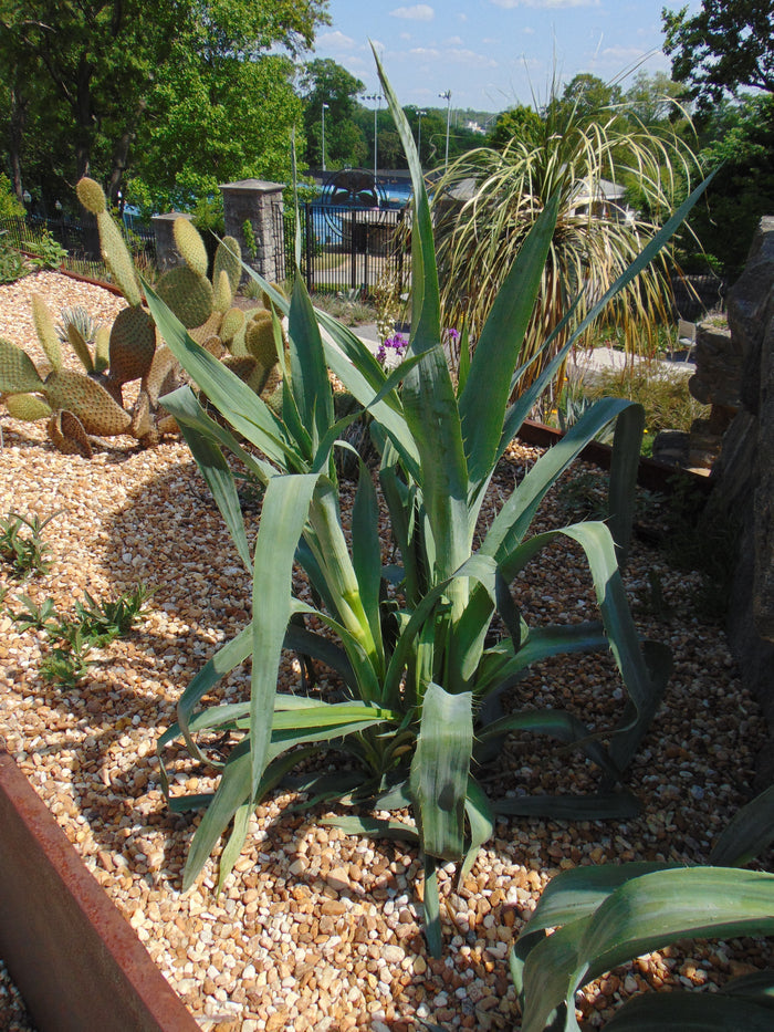 Rattlesnake Master Eryngium yuccifolium 100 Seeds